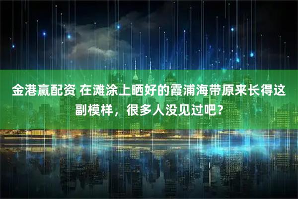 金港赢配资 在滩涂上晒好的霞浦海带原来长得这副模样，很多人没见过吧？