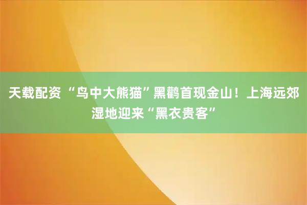 天载配资 “鸟中大熊猫”黑鹳首现金山！上海远郊湿地迎来“黑衣贵客”
