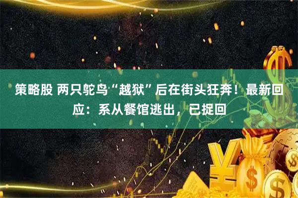 策略股 两只鸵鸟“越狱”后在街头狂奔！最新回应：系从餐馆逃出，已捉回